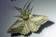 Hypobapta tachyhalotaria