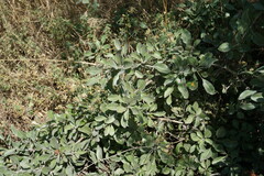 Pyrus elaeagrifolia