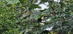 Ramphastos tucanus