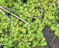 Pseudocrossidium crinitum