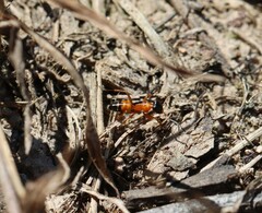 Opisthopsis rufithorax