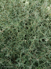 Atriplex semibaccata
