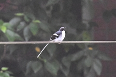 Enicurus schistaceus