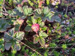 Rubus chamaemorus
