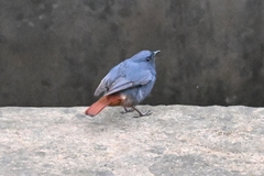 Phoenicurus fuliginosus