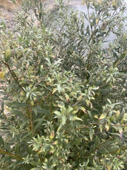 Salix alba