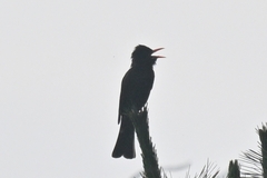 Hypsipetes leucocephalus