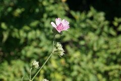 Althaea cannabina