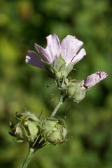 Althaea cannabina