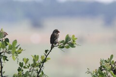 Quelea quelea lathamii