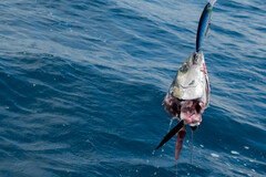 Thunnus albacares
