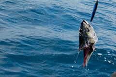 Thunnus albacares