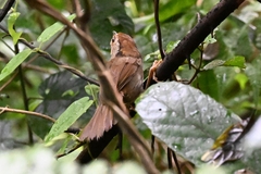 Schoeniparus brunneus