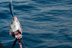Thunnus albacares