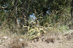 Astragalus ponticus