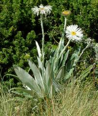 Celmisia semicordata