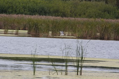 Larus fuscus barabensis