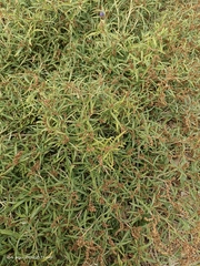 Amaranthus muricatus