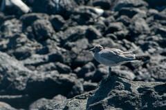 Leucophaeus fuliginosus