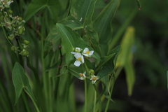 Sagittaria