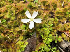 Drosera aberrans