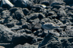 Leucophaeus fuliginosus