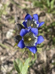Gentiana parryi