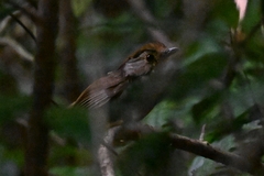 Schoeniparus brunneus