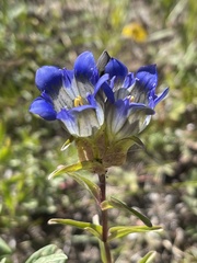 Gentiana parryi