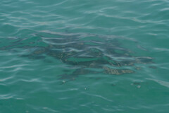 Carcharhinus limbatus