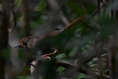 Schoeniparus brunneus