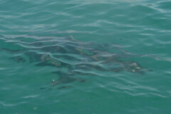 Carcharhinus limbatus