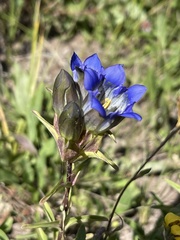 Gentiana parryi