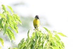 Pericrocotus solaris