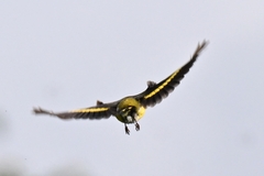 Pericrocotus solaris