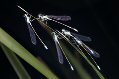 Ischnura heterosticta