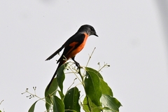 Pericrocotus solaris