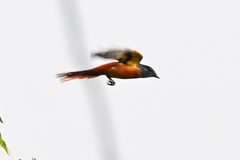 Pericrocotus solaris