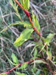 Persicaria mitis
