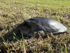 Apalone ferox