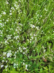 Asperula tinctoria