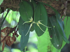 Bulbophyllum macraei