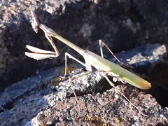 Empusa fasciata