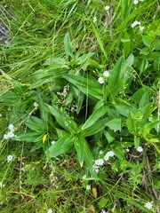 Gentiana cruciata