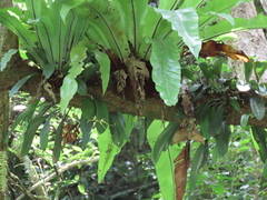 Bulbophyllum macraei