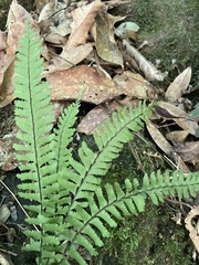 Hymenasplenium cheilosorum