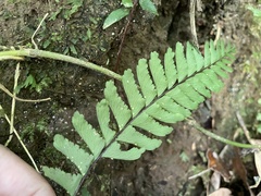 Hymenasplenium cheilosorum