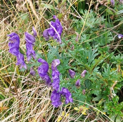 Aconitum variegatum