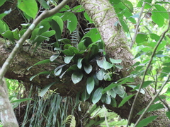 Bulbophyllum macraei