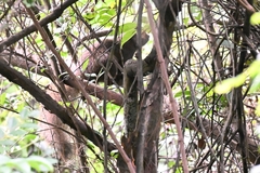 Callosciurus erythraeus